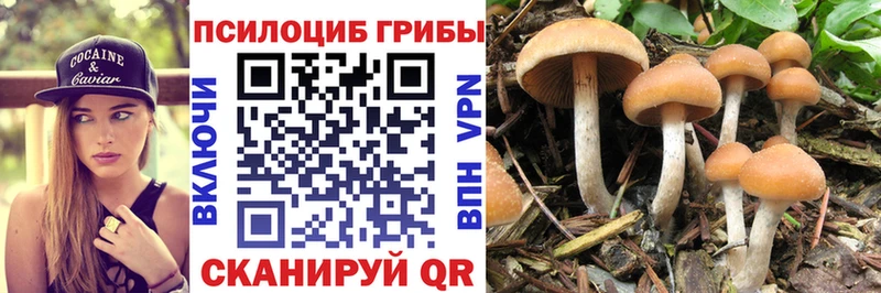 маркетплейс клад  Димитровград  Псилоцибиновые грибы прущие грибы 